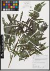 Foto von Salix purpurea L.